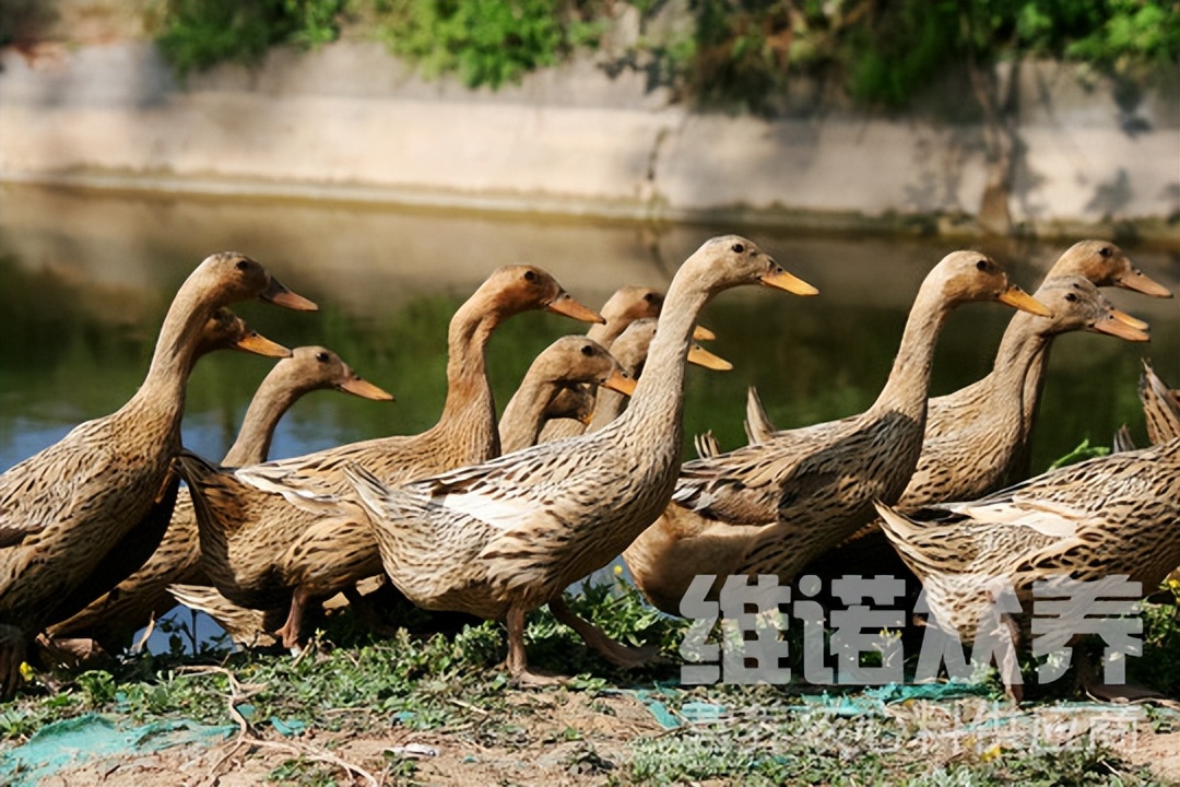 鸭子可以喂产蛋期饲料吗,下蛋的鸭子怎么配饲料