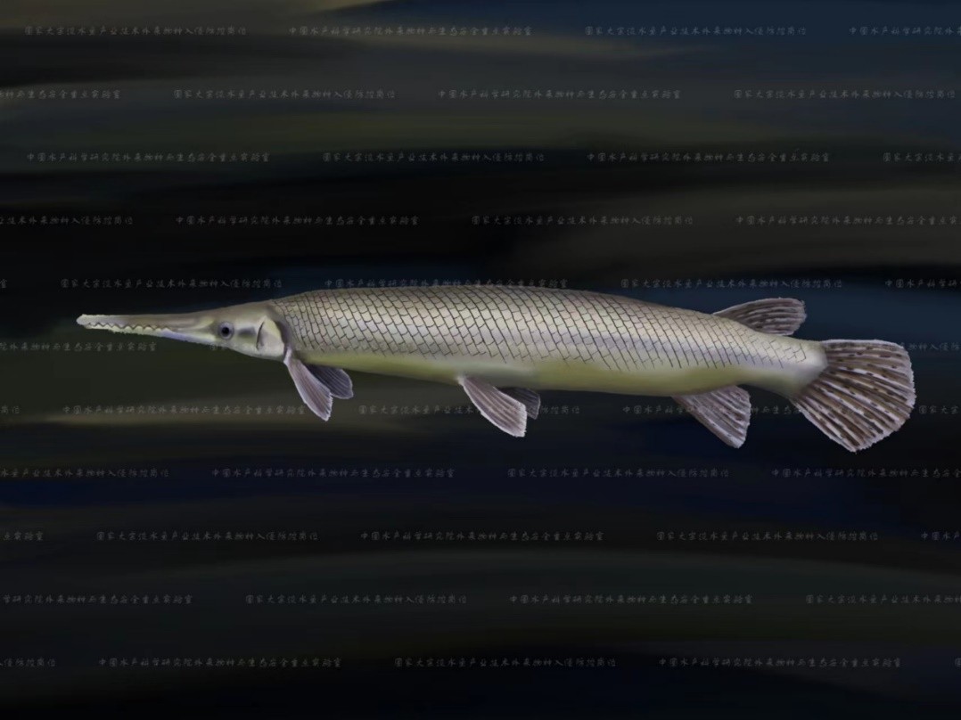 外来入侵水生动物福寿螺,外来水生生物入侵措施