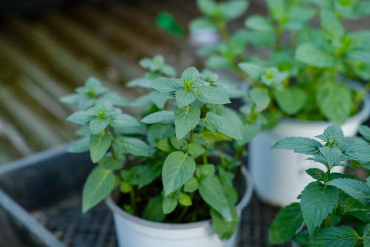 现在的金银花能直接泡水喝吗,金银花不要乱喝