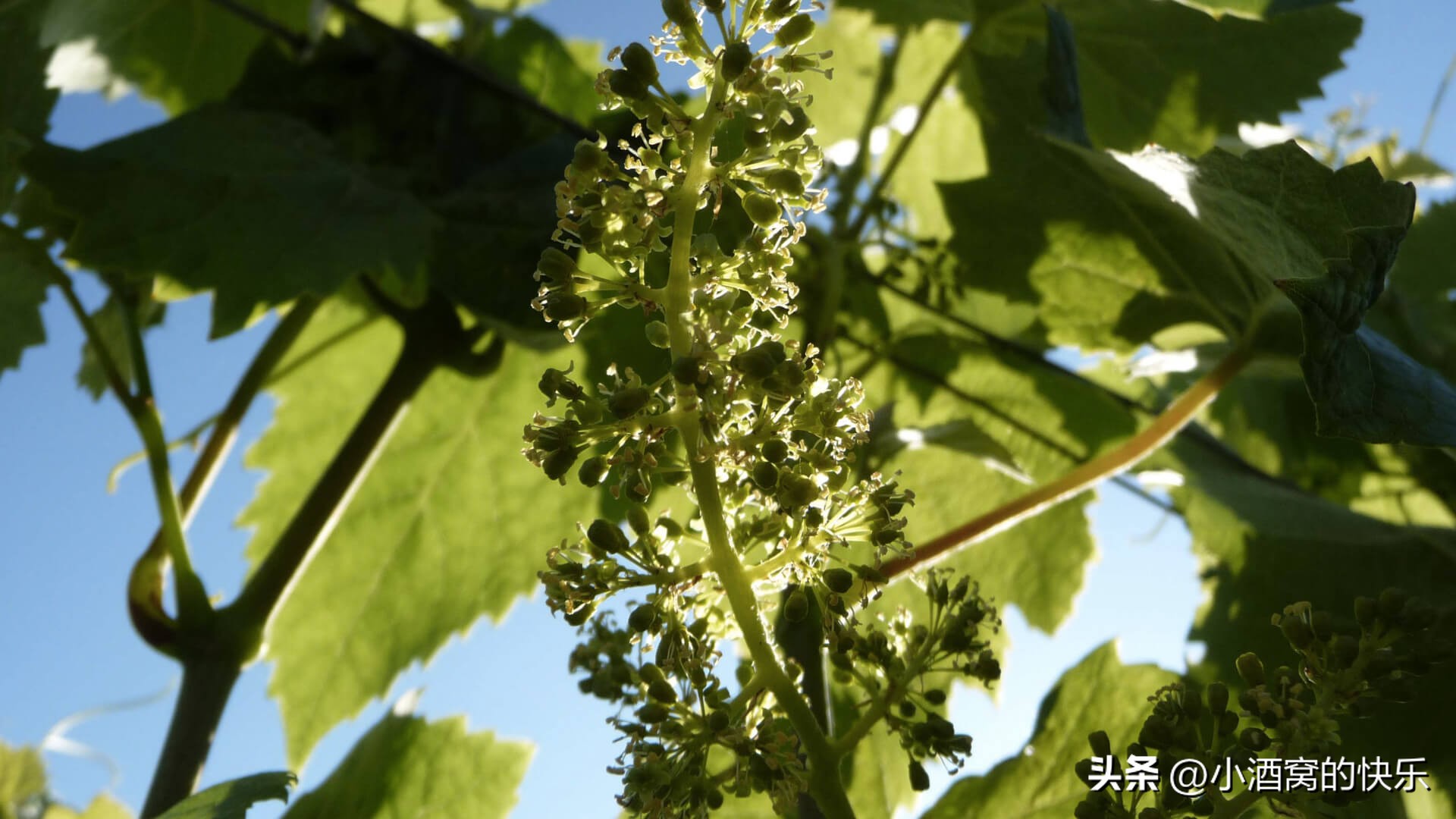 chateau波尔多酒庄,chateauhautbrion价格