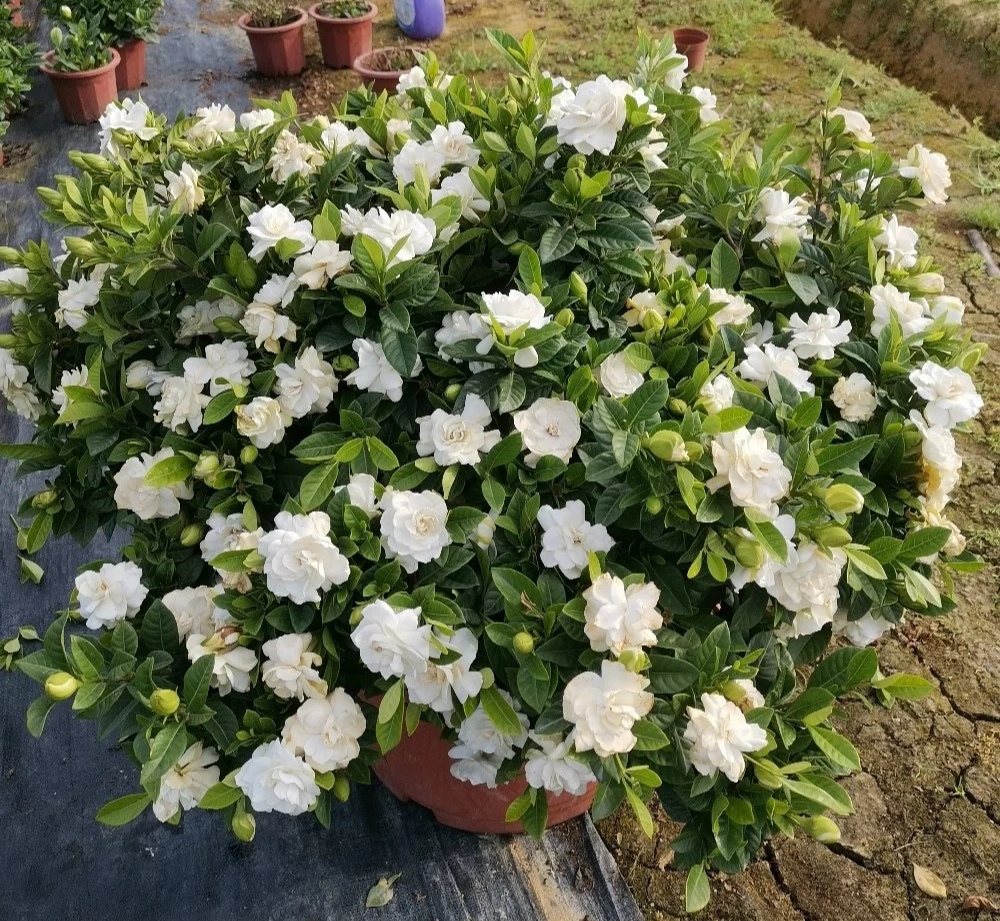 最好看最难养的花卉有哪些,最好养的10种花