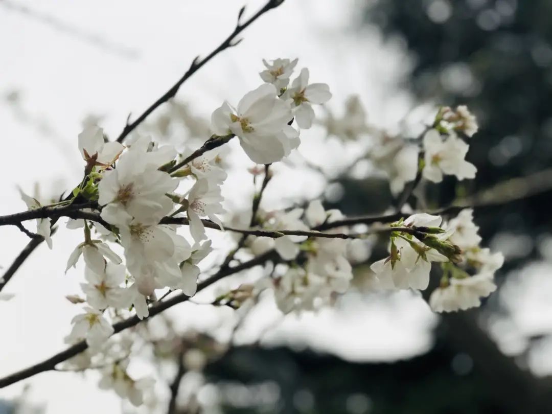 错过了一个秋天,错过了一个春秋