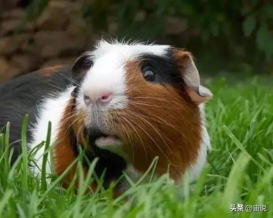 豚鼠的养殖前景,豚鼠的生活习性和生存环境