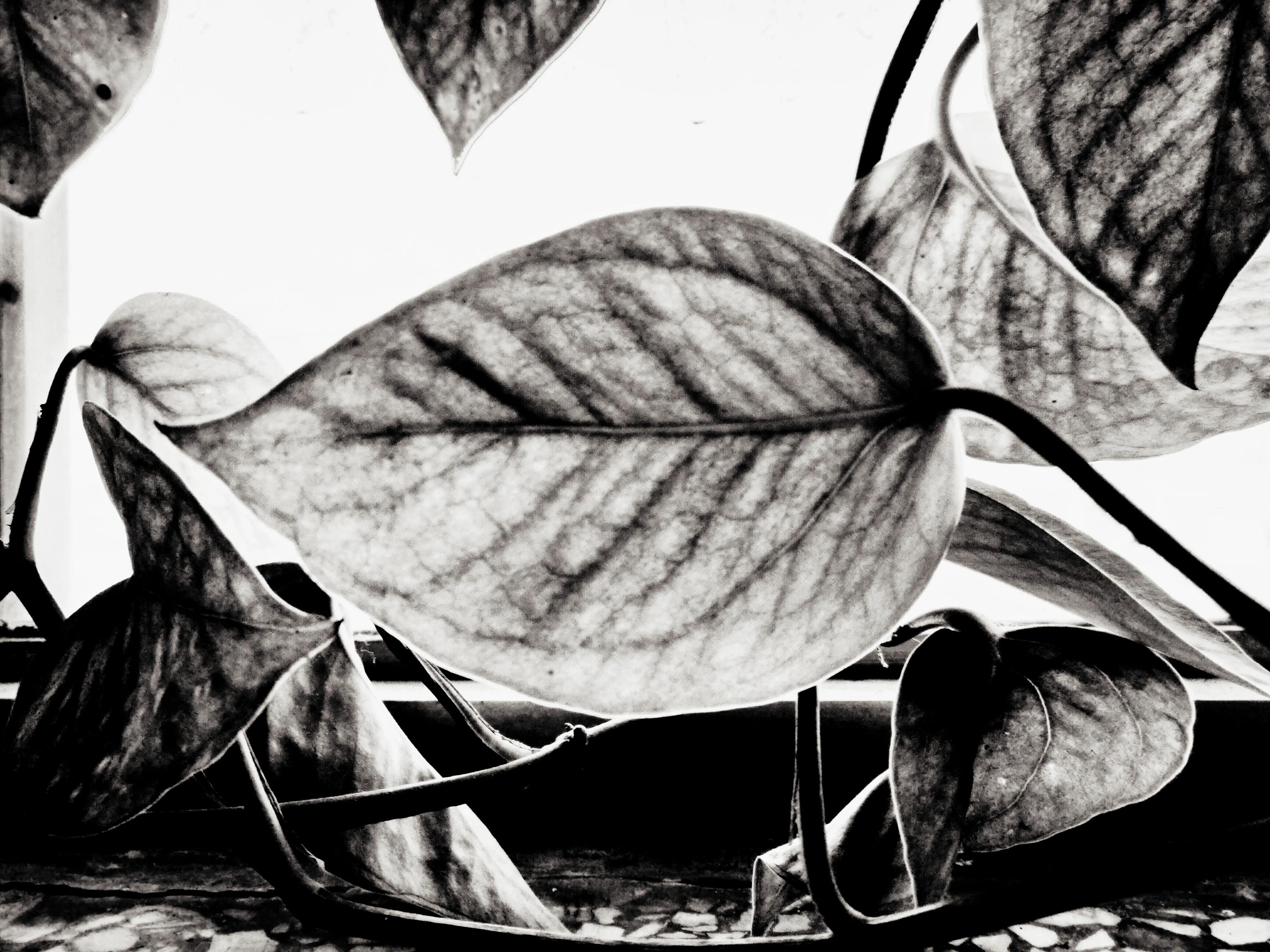 品读石家庄,品读石家庄城市