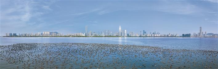 航拍深圳城市全景风光,大深圳美景图片