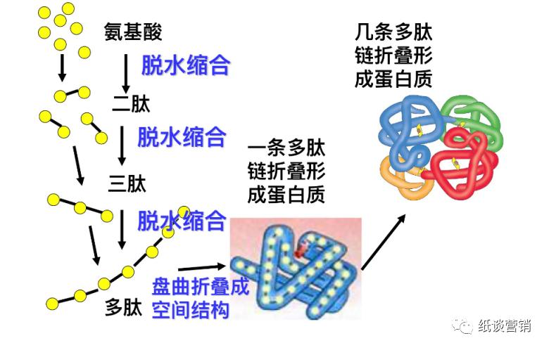 十二地支本身的字义,十二地支的详尽解释图