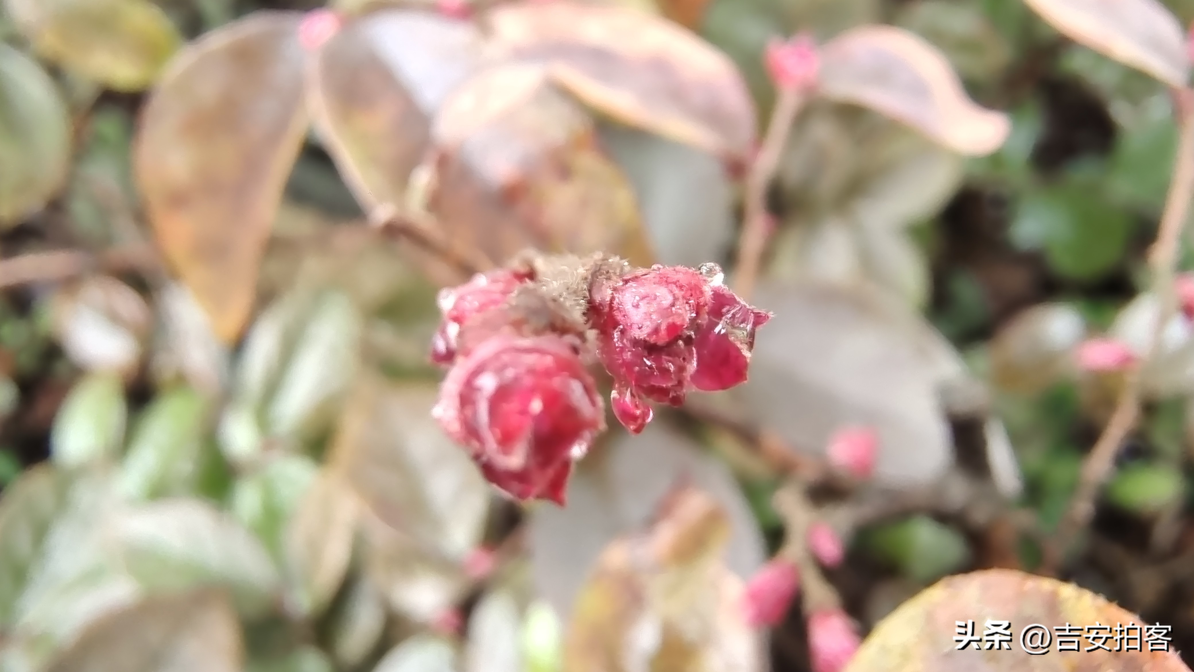 春雨滋润下的红花檵木