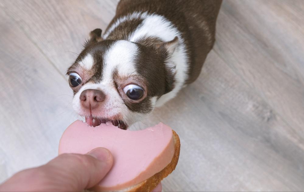 为什么大多数人都讨厌吉娃娃,为什么有的人讨厌吉娃娃