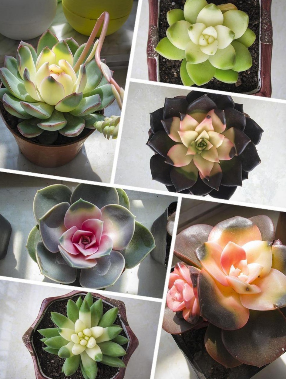 最好看最难养的花卉有哪些,最好养的10种花