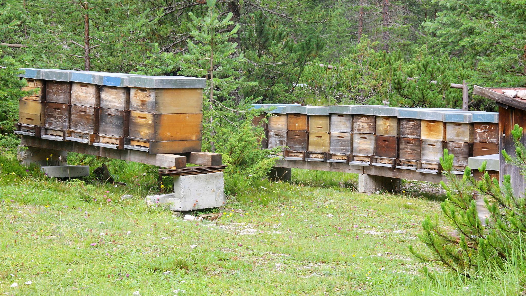 养一箱意蜂，一年能赚多少钱？成本是多少？