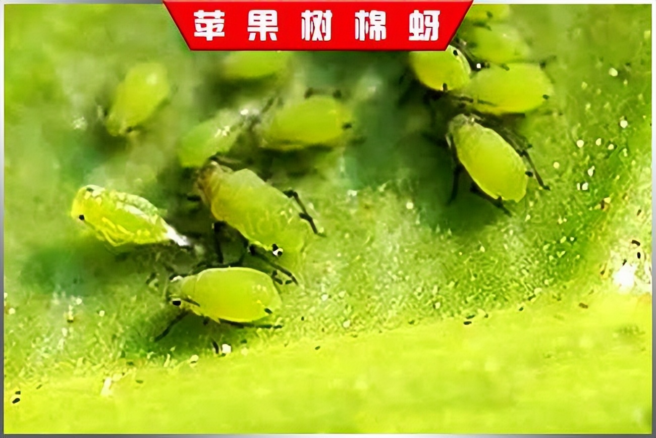 杀虫效果持久的农药,杀虫好的药物