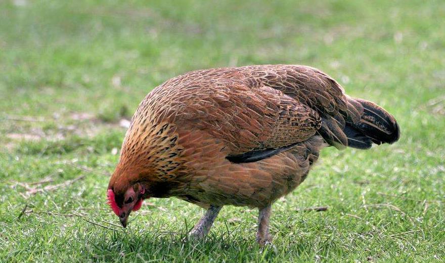 治鸡怪叫的特效药,养鸡感冒秘方大全