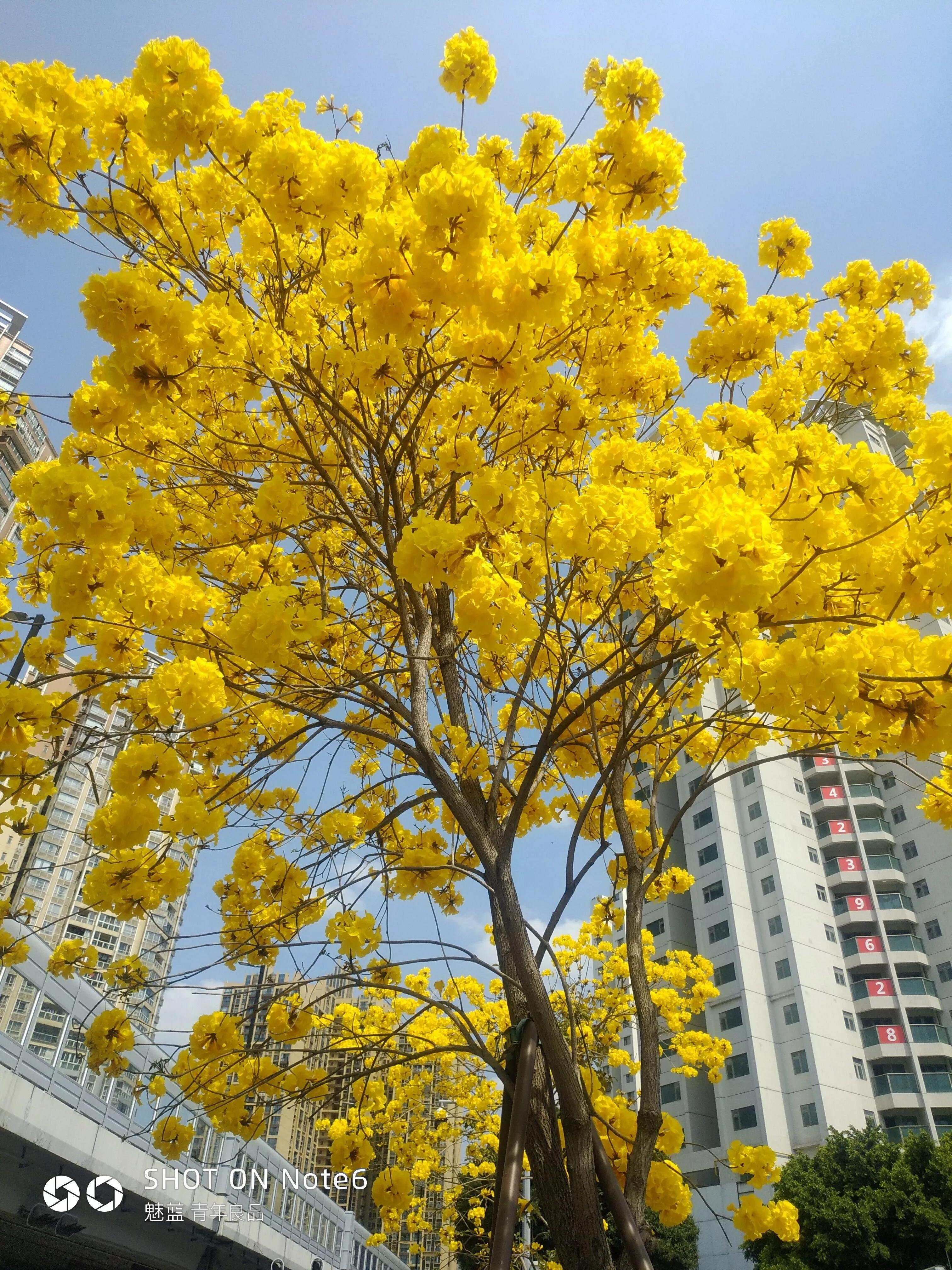不一样的三月阳春,不一样的广州市