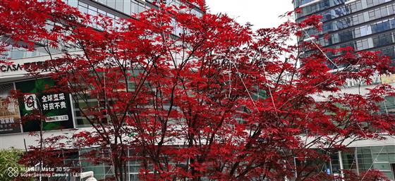 悦来棕榈泉一楼水景,棕榈泉花园户型图