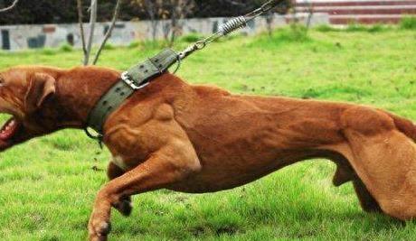 库达战土狗,库达犬的战斗力