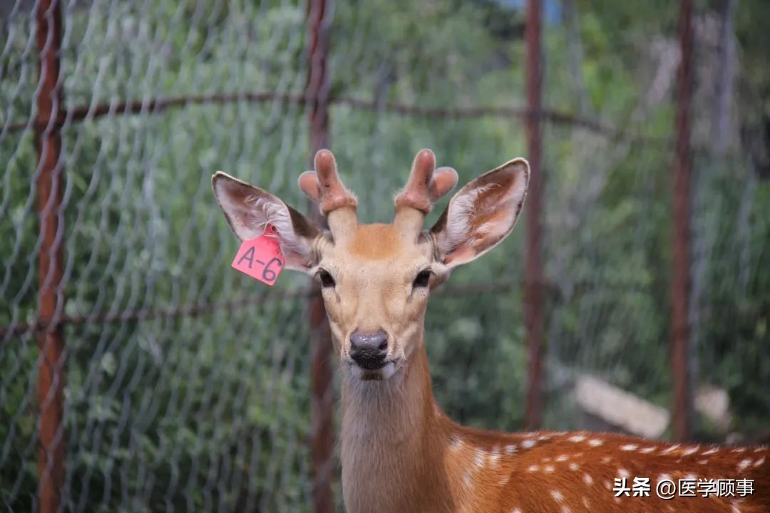 鹿茸生长原理,科学角度分析鹿茸