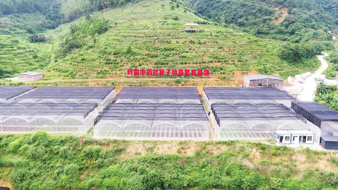 云浮南药产业品种,广东南药十大名药