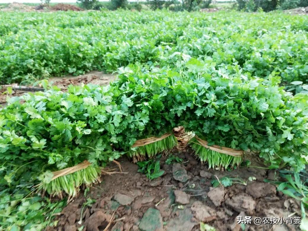香菜怎样种植出苗快产量高,秋季大棚种植香菜技术