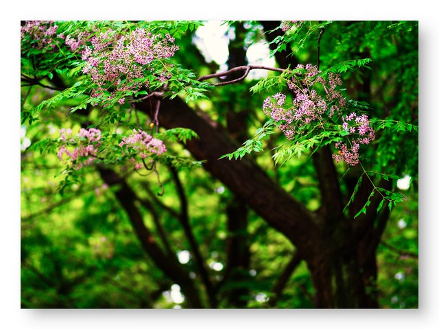 乡土散文:村庄的树