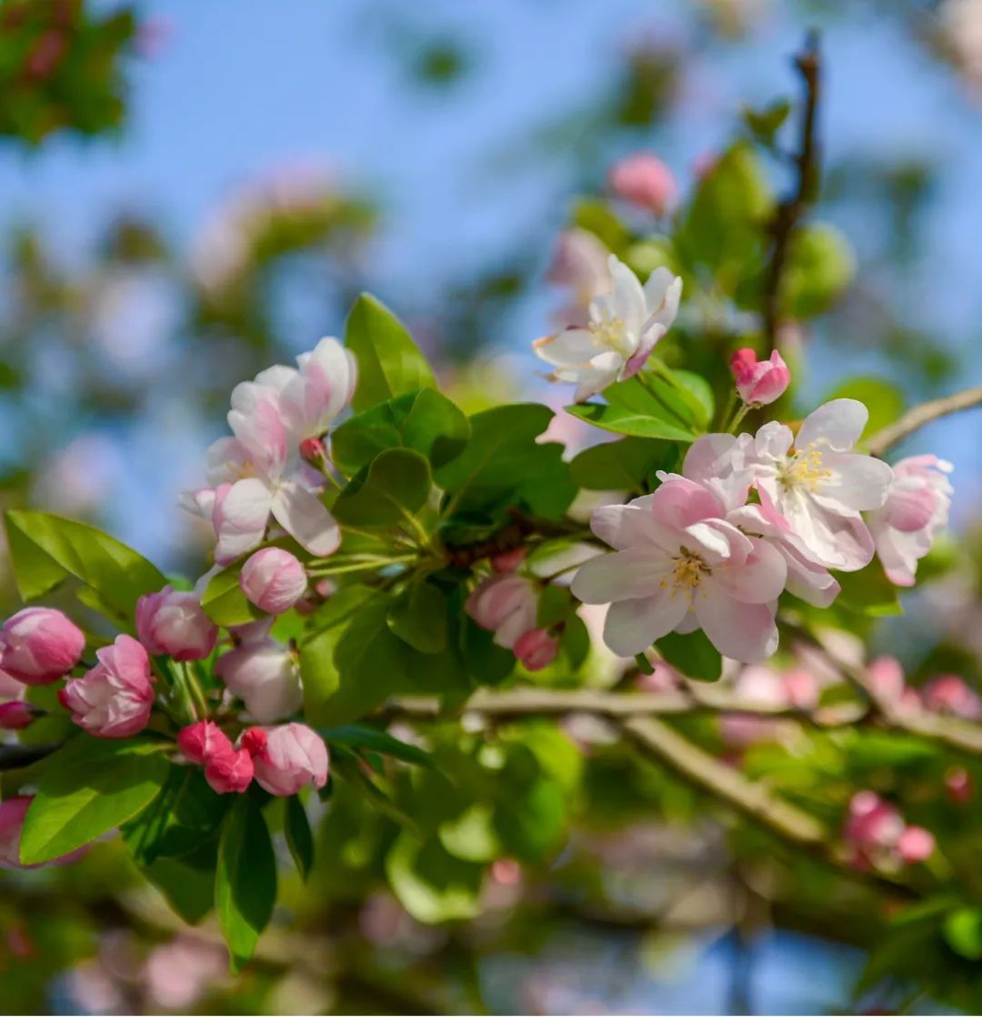 济南这个周末适合哪里赏花,济南春天赏花好去处