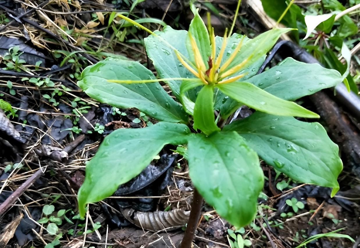 在竹林里被踩踏，俗称“金线重楼”，潮湿位置才有，如今珍贵