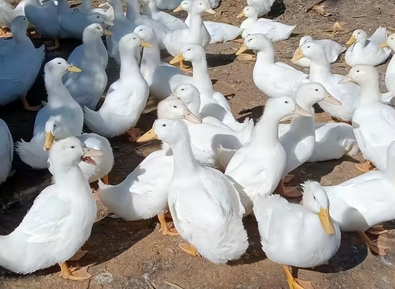 鸭子流鼻涕喘气,鸭子流鼻涕怎么办该吃啥