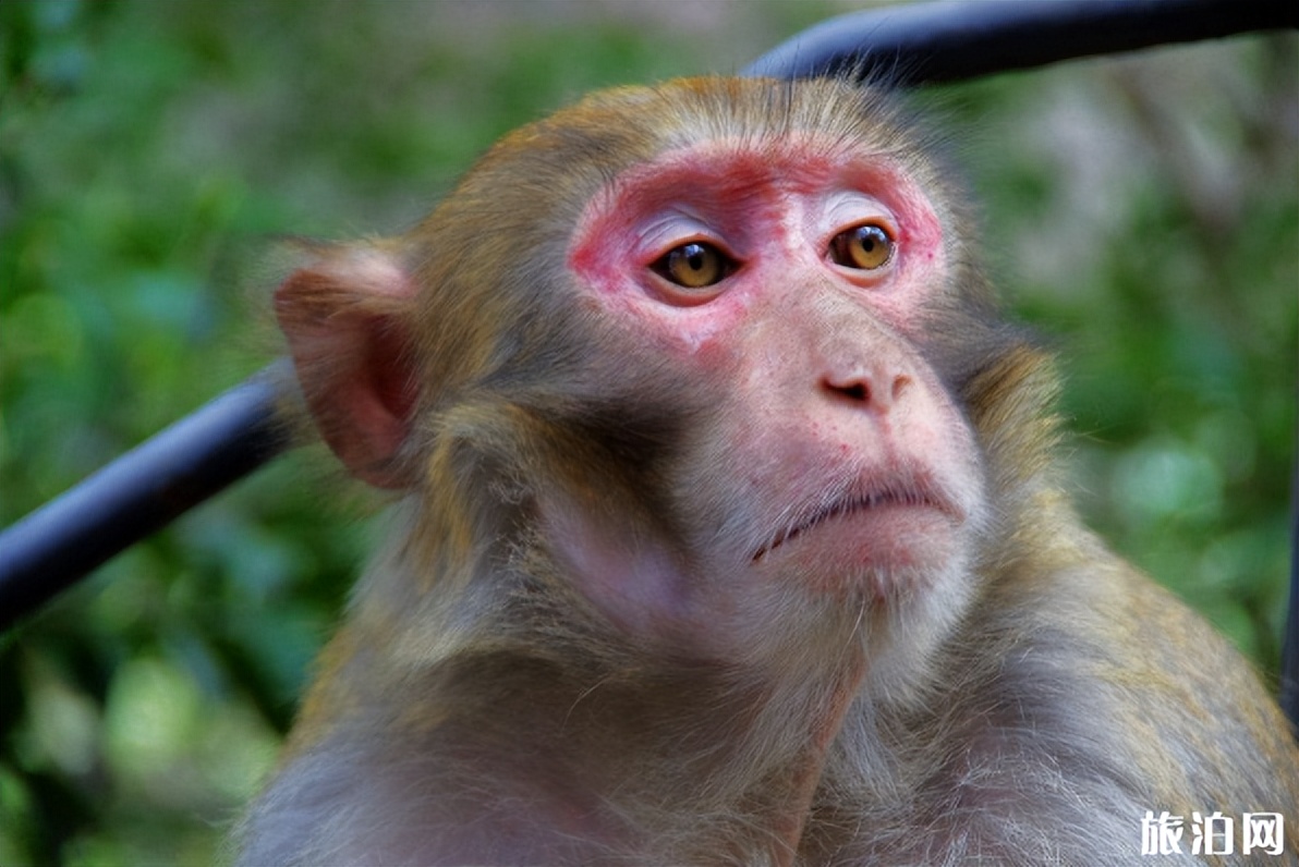 母猴打死猴宝宝,母猴暴打猴子幼崽