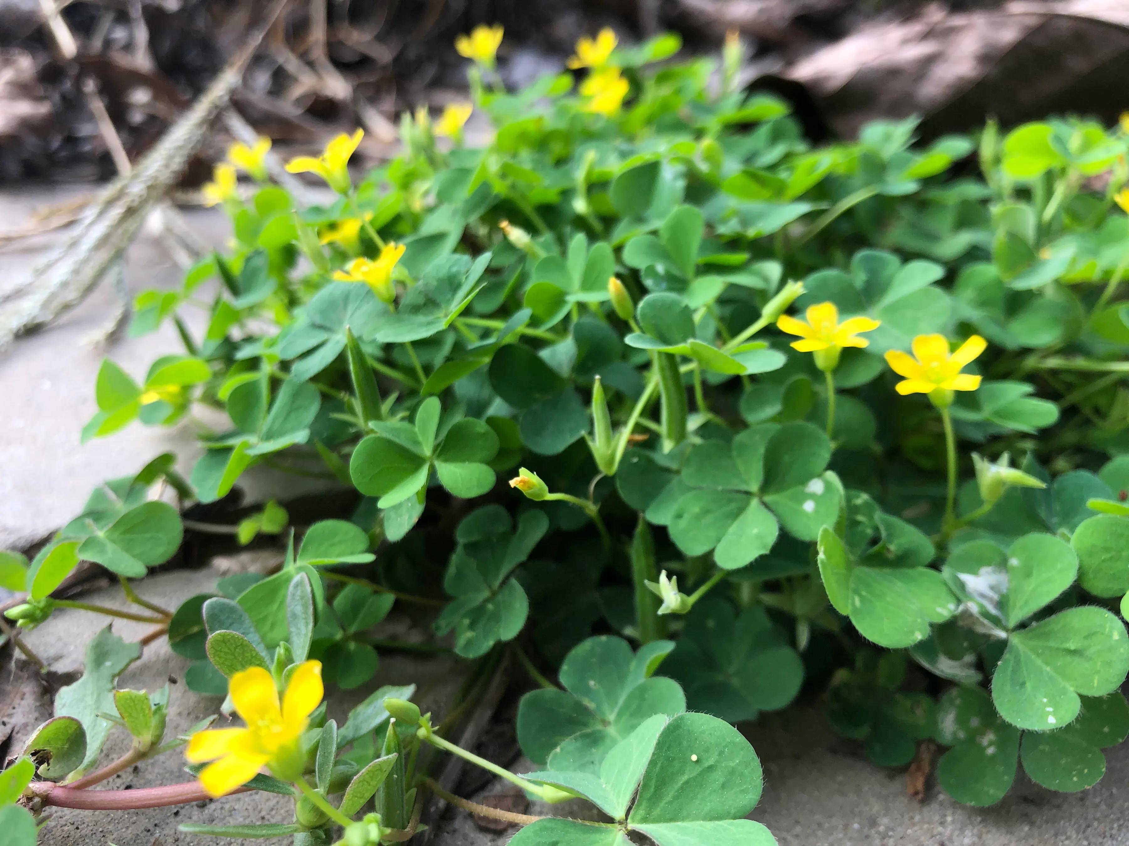 婕敾鍚堥泦,婕瘽鍘熺増