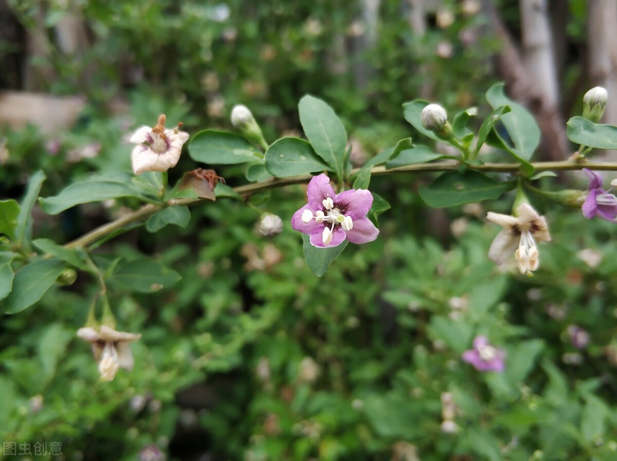 美貌却不美味的假狗*子奶**和貌丑却酸甜可口的狗*子奶**，你好哪一口？