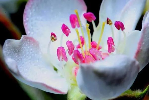 各种形态的花卉,30多种奇异的鲜花供你欣赏收藏