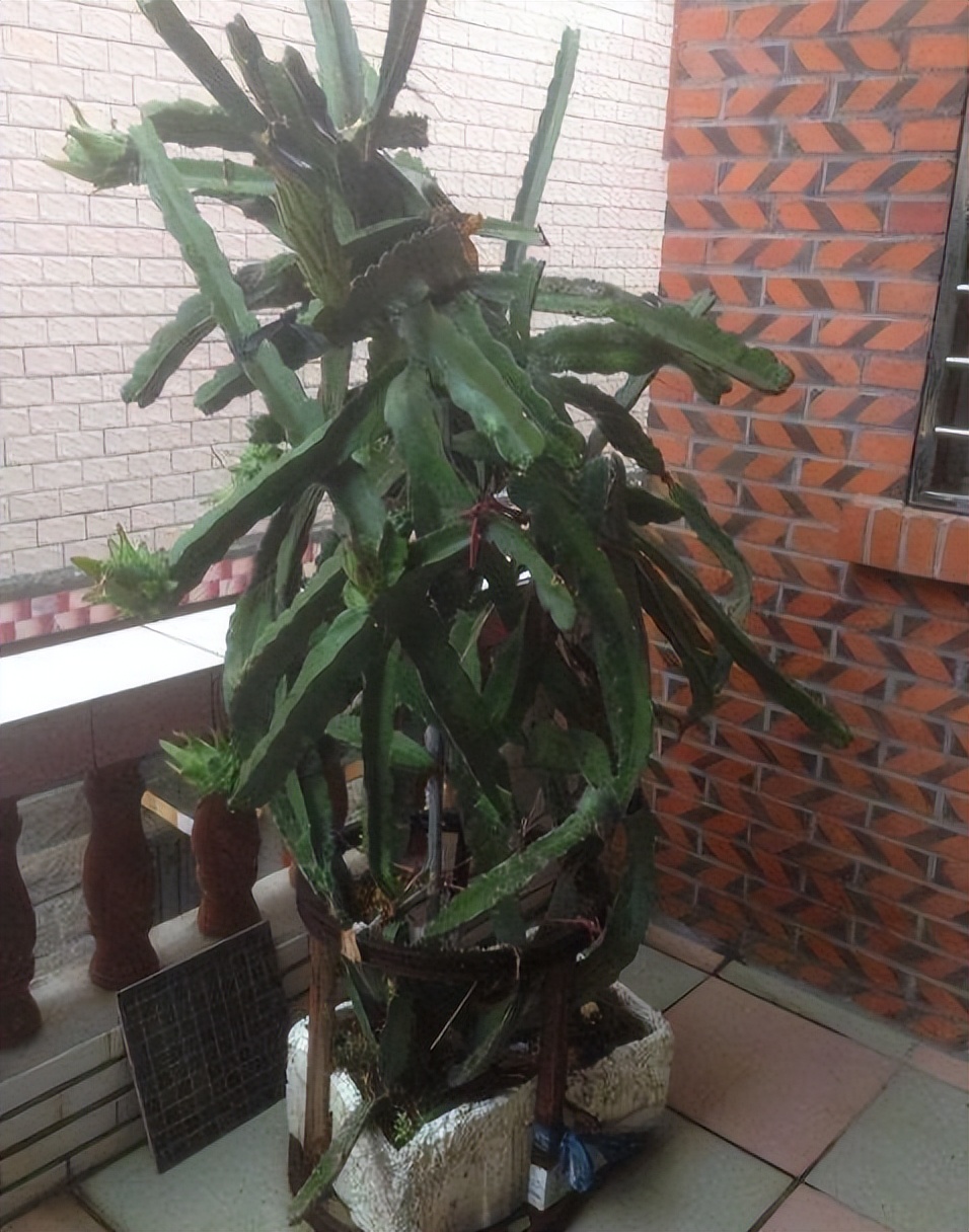 李子核埋在地下多久能发芽,吃剩的苹果核第二年种可以吗