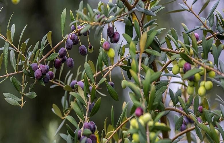 丽江程海之滨：万亩油橄榄装饰了我的梦