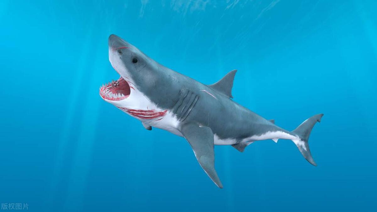 鲨鱼的超能力：如何在黑暗和寂静中找到猎物和敌人？