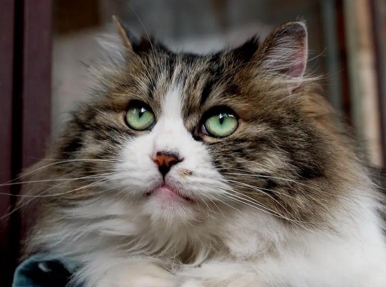 猫咪有这些行为说明被照顾得很好,猫咪安静时一般会想什么