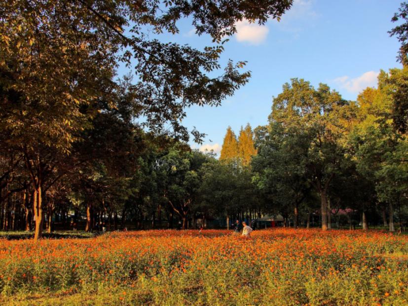 上海地铁直达的公园,上海最美公园地铁站