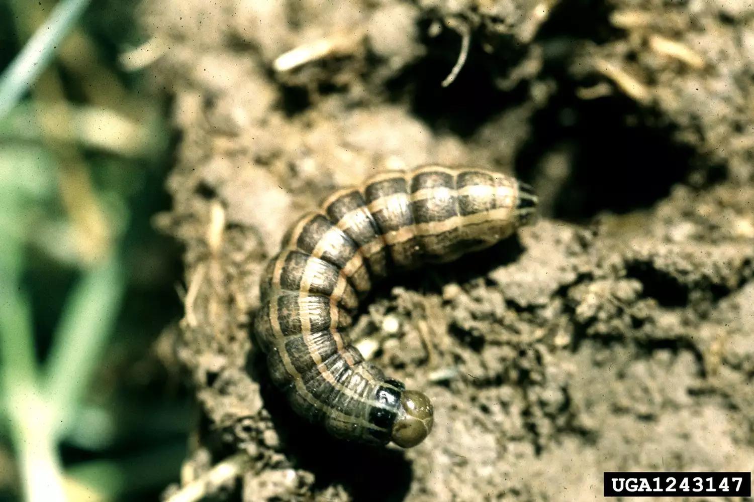 菜园十大害虫,常见病害虫及治疗方法