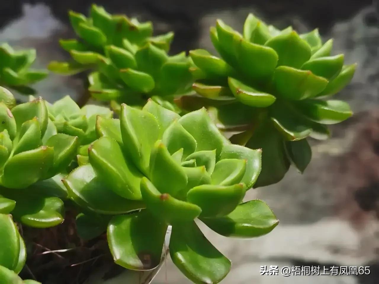 不好也不坏下一句,火焰蒂亚为什么不红