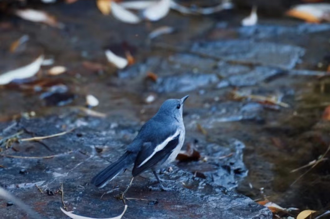 我被微商骗了800怎么办,和大家分享我被骗的经历