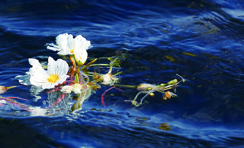 云南到底有多让人向往,云南到底有什么值得人们向往的