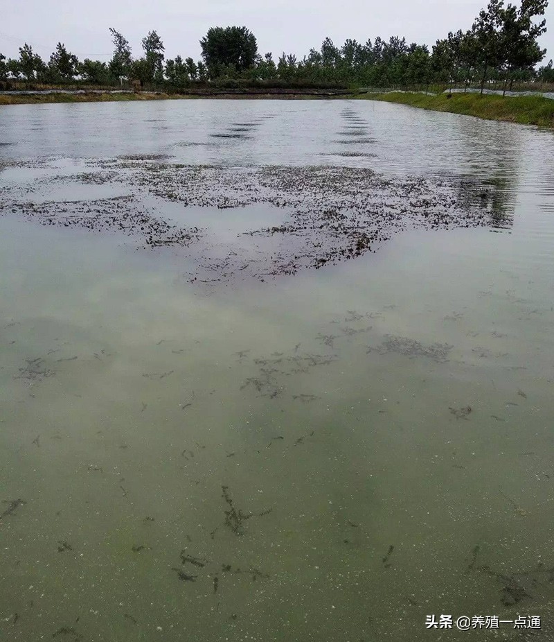 鱼虾池塘水质检测,鱼虾氨氮怎么检测
