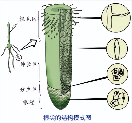 科学知识大全小学生必背,科学知识大全全集