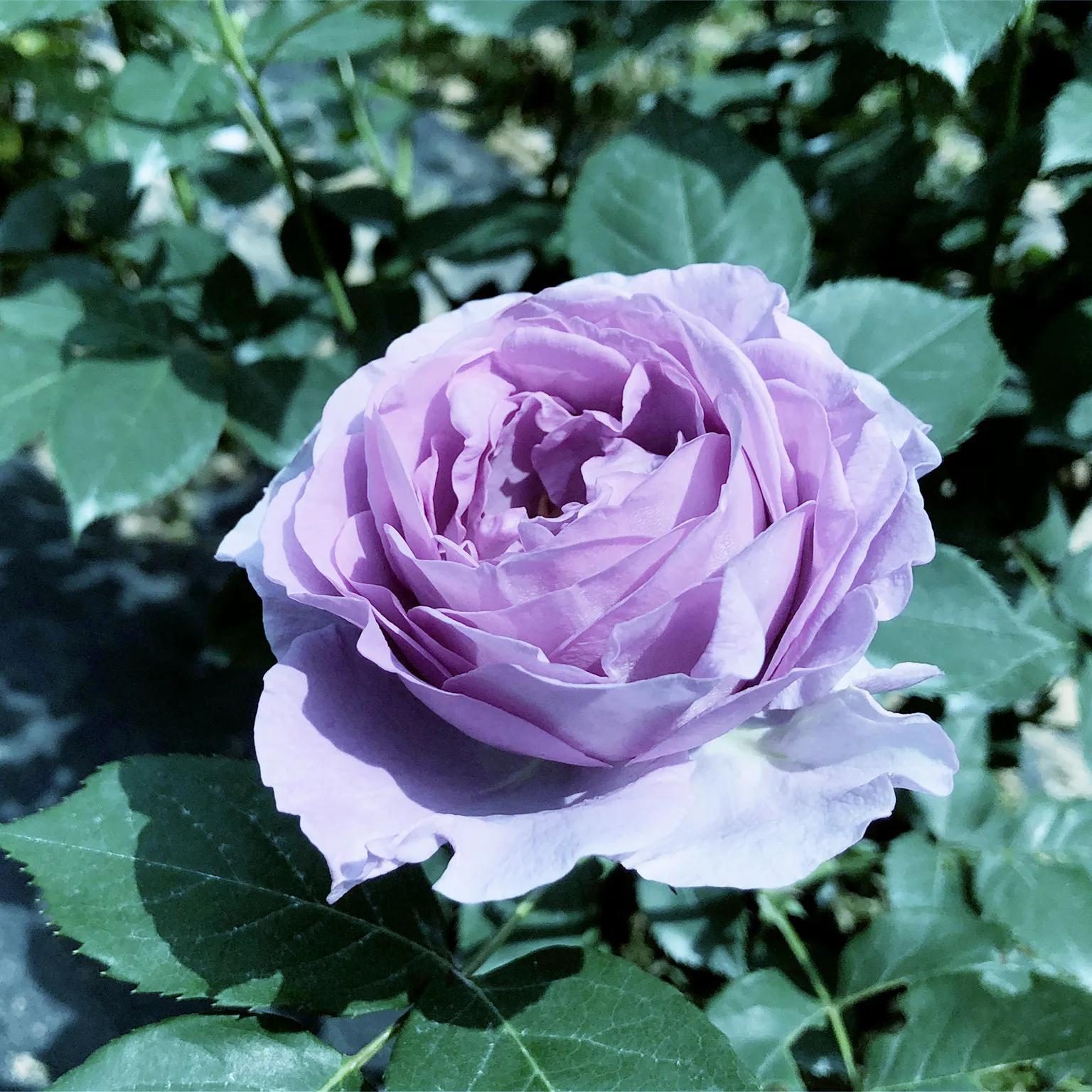 月季美图100张,月季花唯美高清图片大全