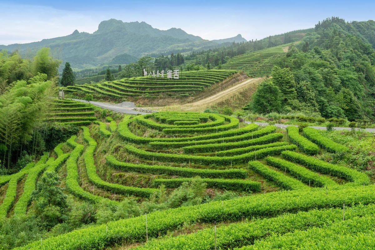 奇葩的茶名,奇葩的茶名字