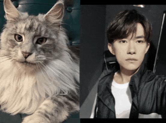 为什么缅因猫幼崽便宜很多,缅因猫为什么不建议养