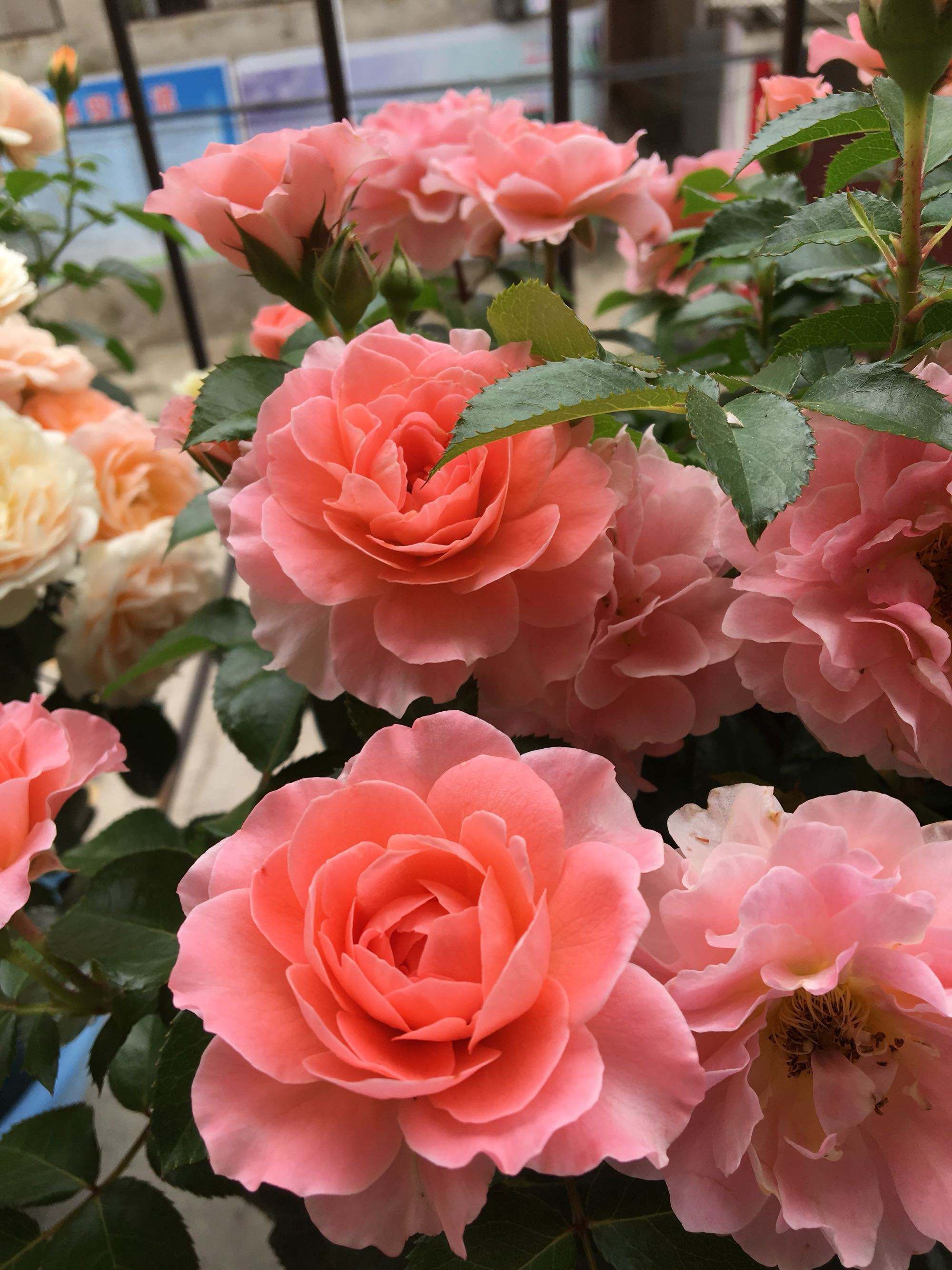 10种“漂亮花”，开花红艳艳，美得不可方物，客人来了走不动道