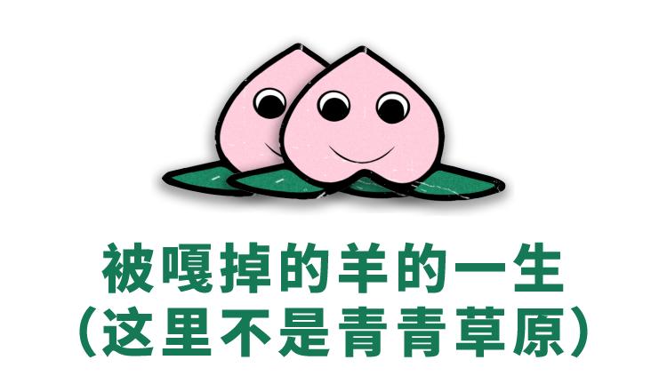 灰太狼和羊的朋友,谁爆料的灰太狼的羊