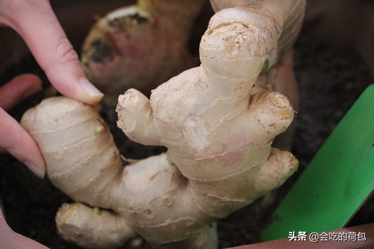 各种蔬菜的保鲜储存方法,各种蔬菜的储存保鲜方法