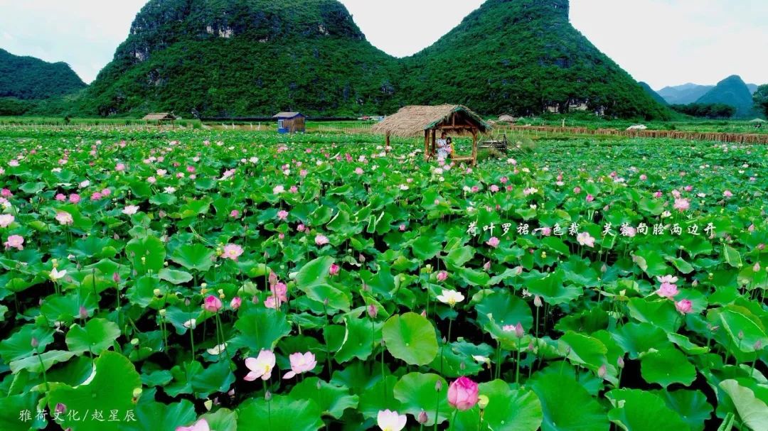 云南普者黑在哪个城市,云南普者黑最美的风景在哪里