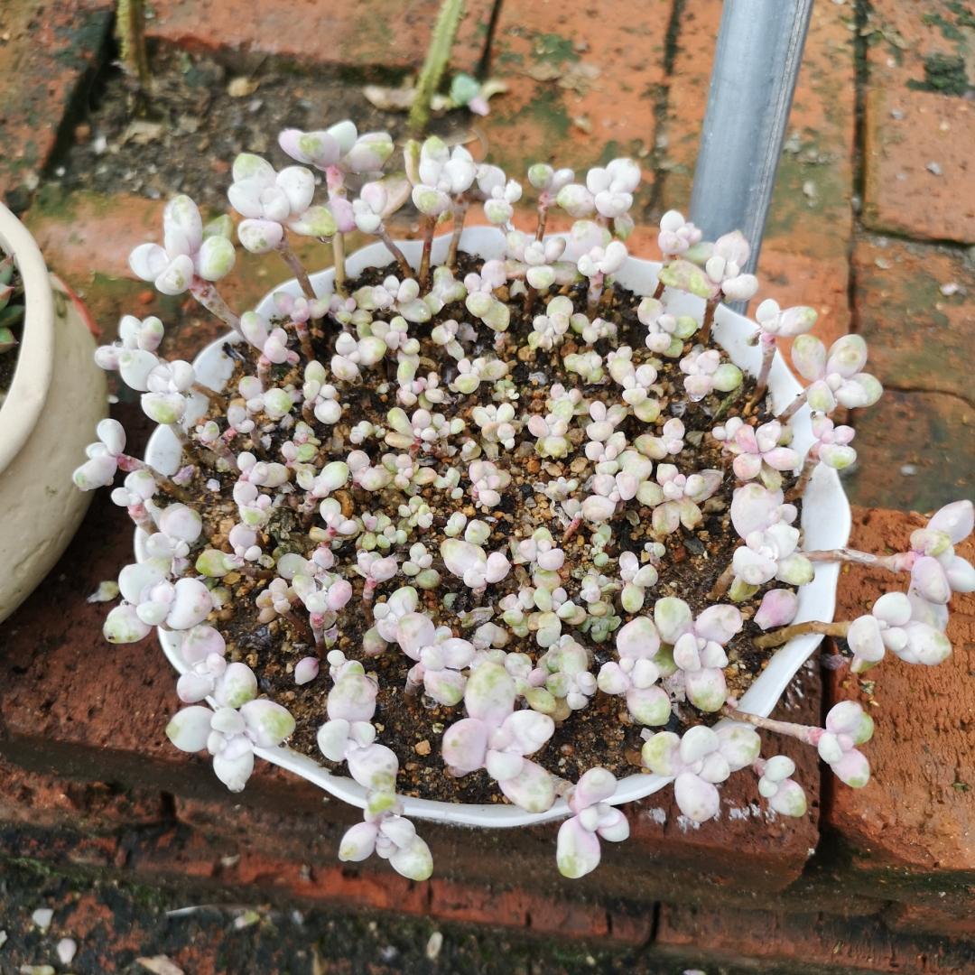 春天如何拯救掉光叶片的多肉,夏季要不要把多肉的枯叶去掉