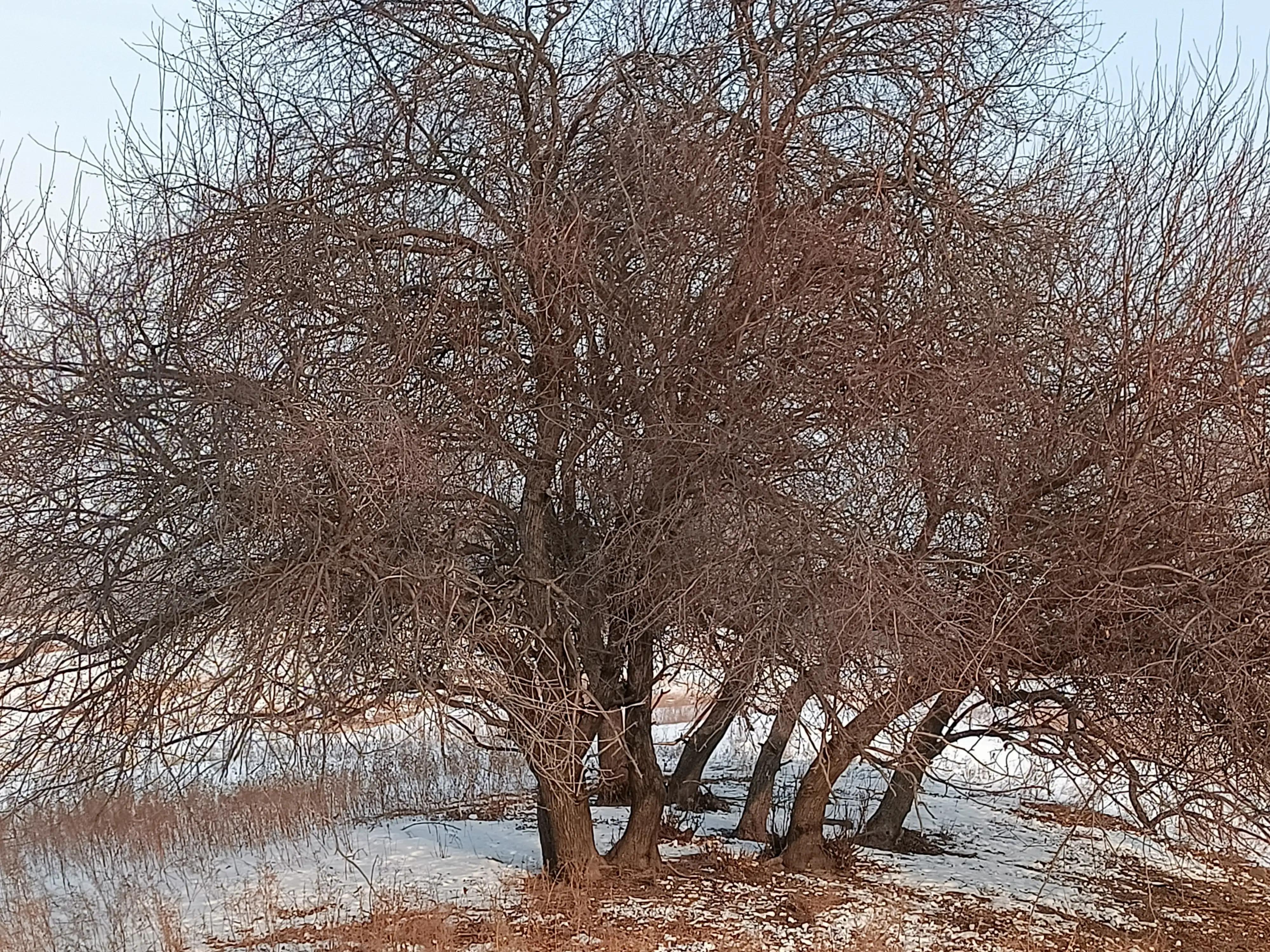 网上卖假花靠谱吗,花卉市场骗人的套路